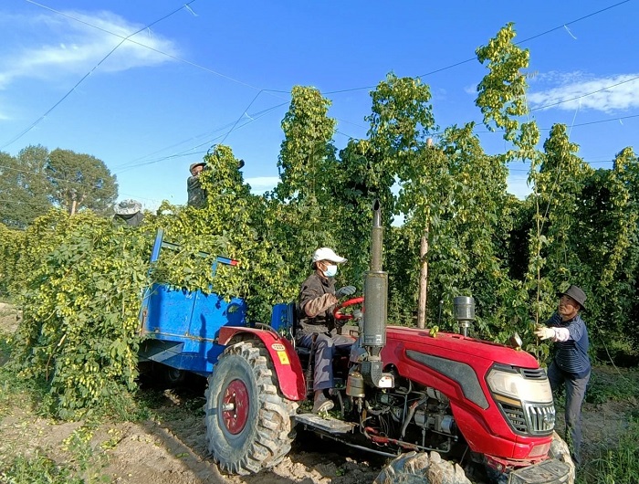 亚盛绿鑫集团:三创新举措赋能啤酒花产业高质量发展